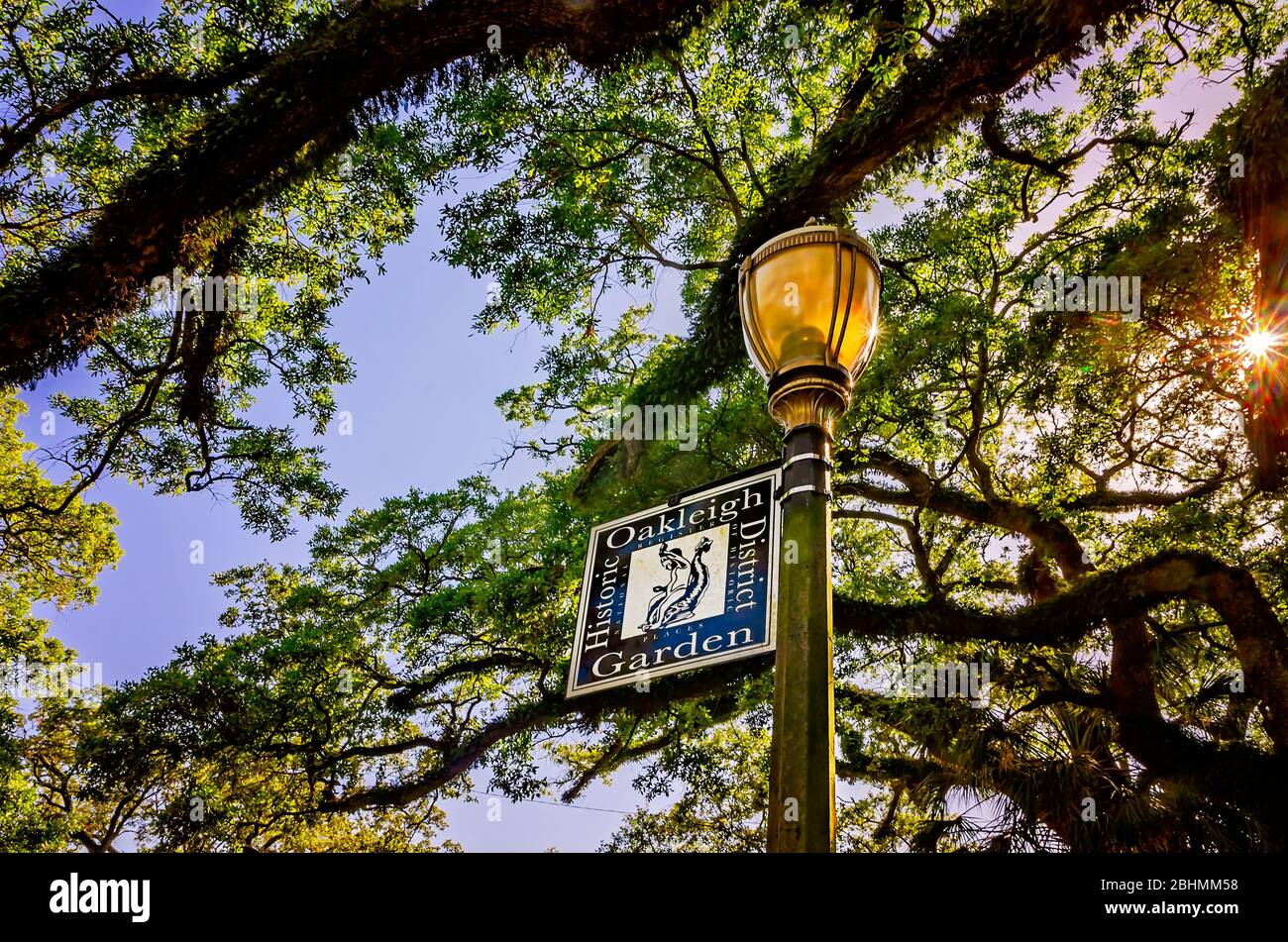 The sun shines through live oak trees in the historic Oakleigh Garden
