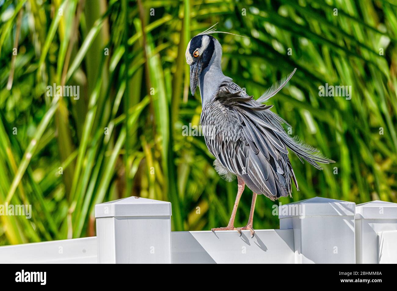 Yellow crowned night heron visiting the backyard during stay at home lockdown Stock Photo