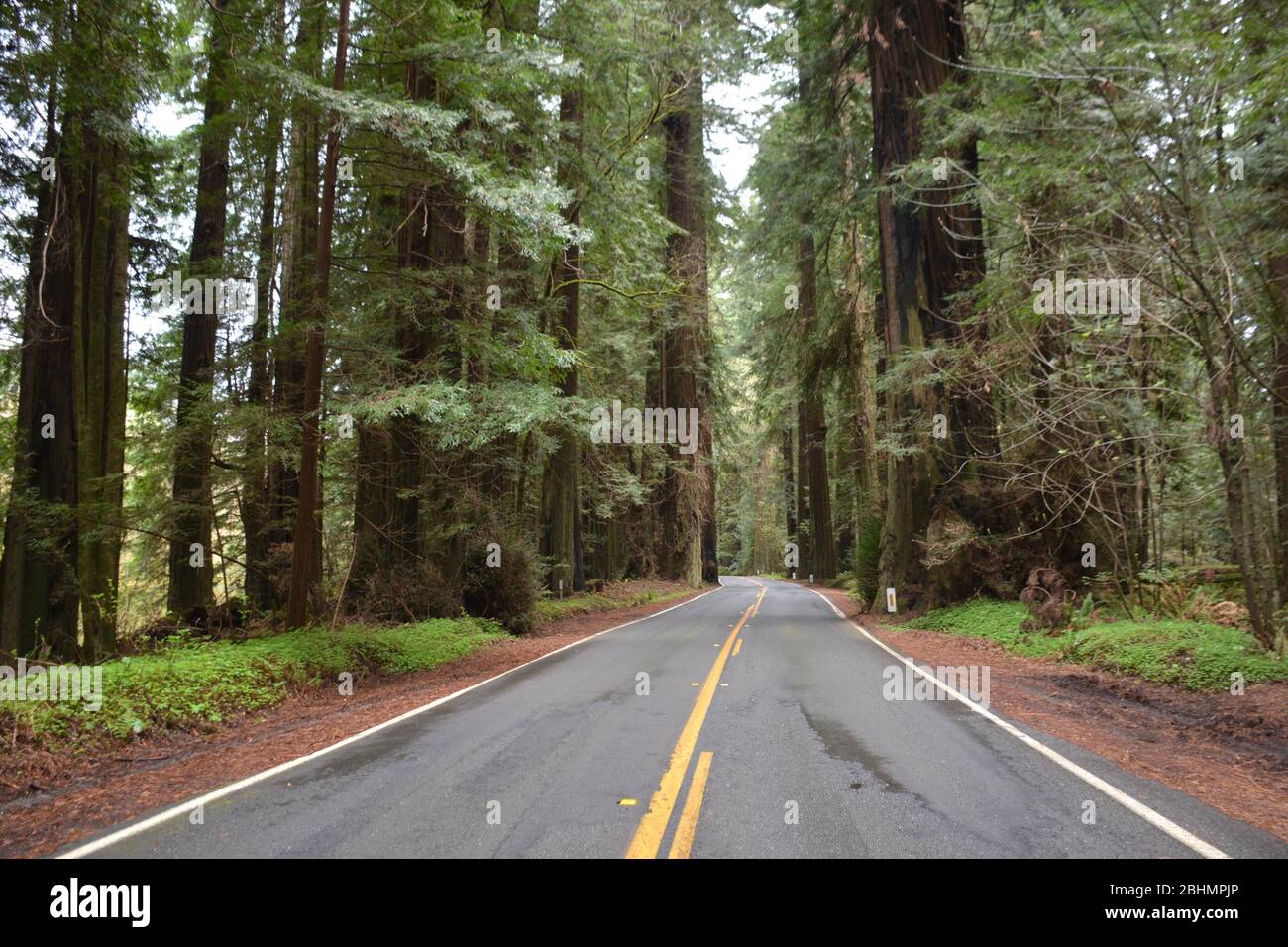 The Avenue of the Giants in Humboldt County, California, USA Stock ...