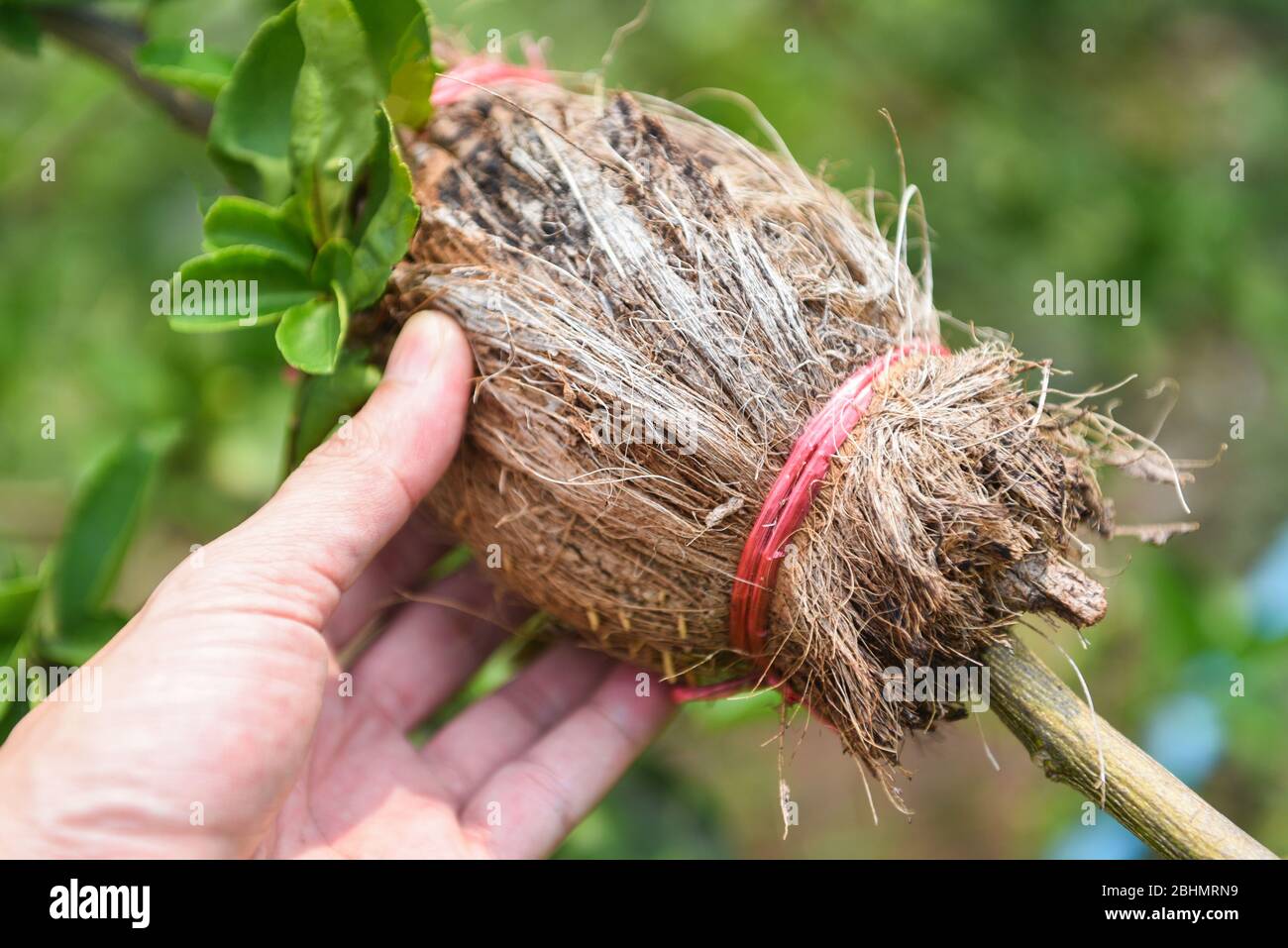 Lime propagation with hand / grafting tree plant on lemon tree branch