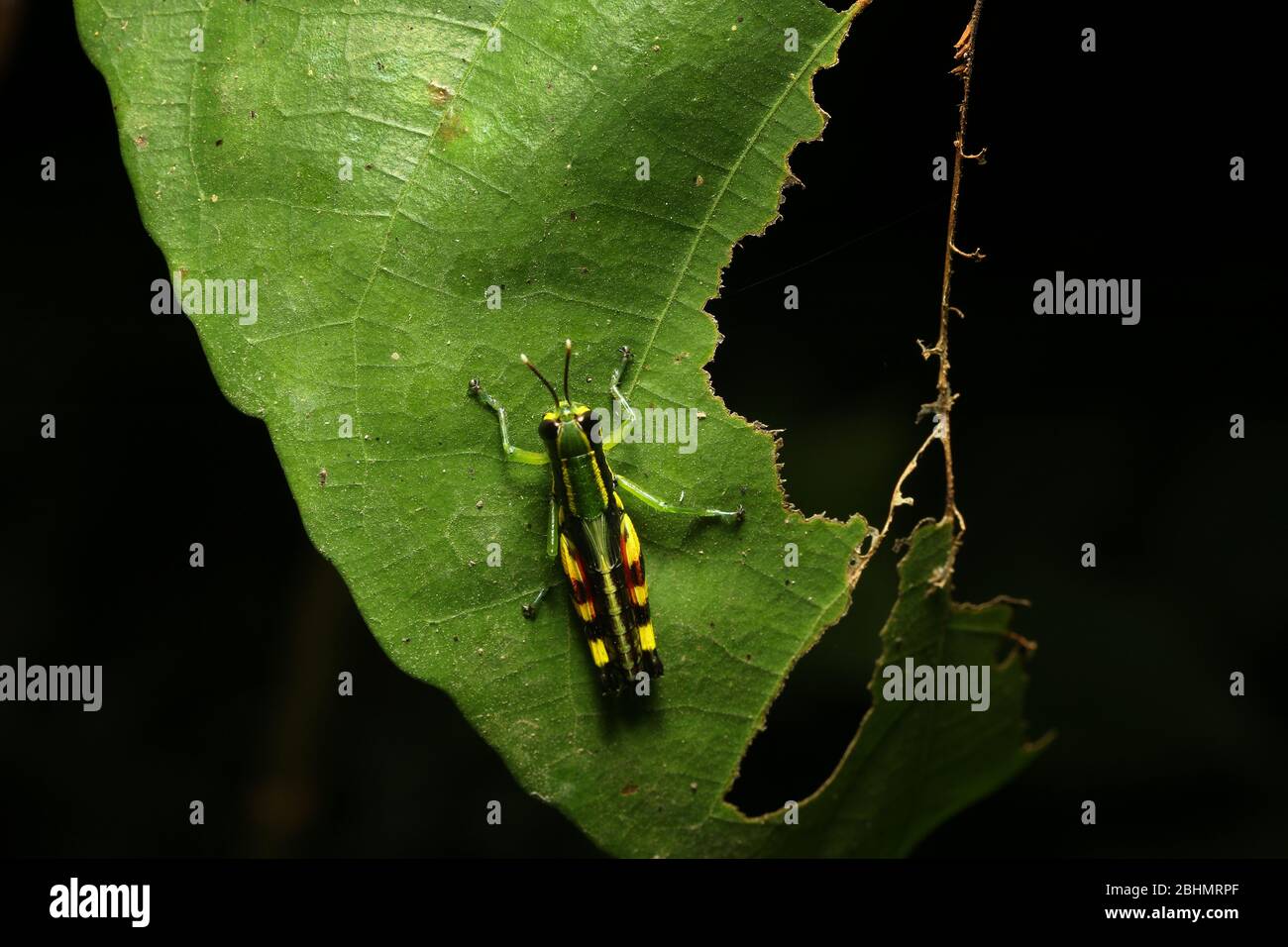 Three Segmented Antennae Hi res Stock Photography And Images Alamy