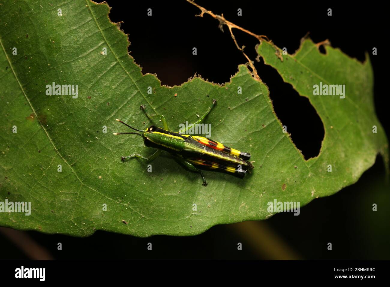 Short Horned Grasshopper, Tauchira polychroa Stock Photo