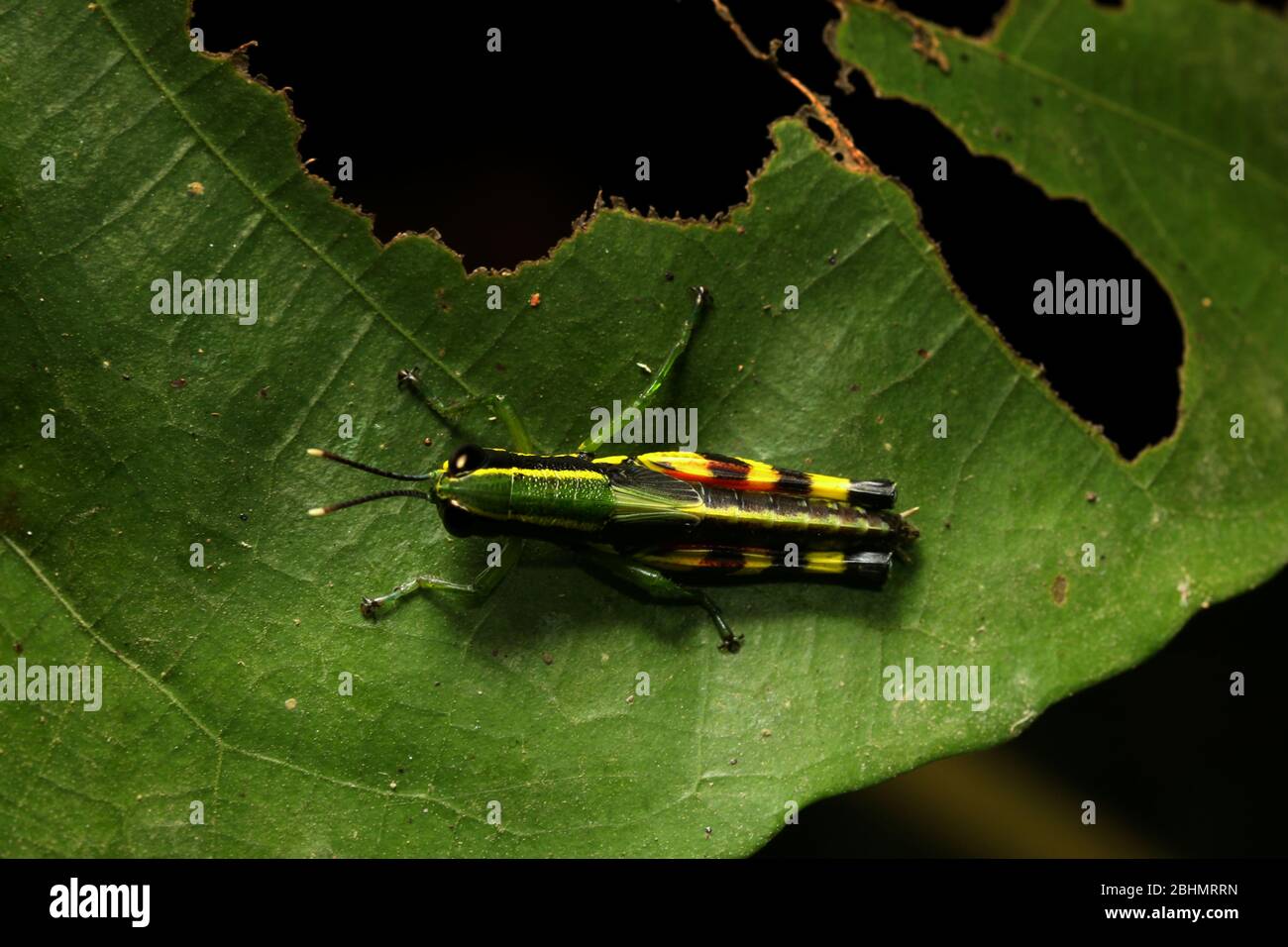 Short Horned Grasshopper, Tauchira polychroa Stock Photo
