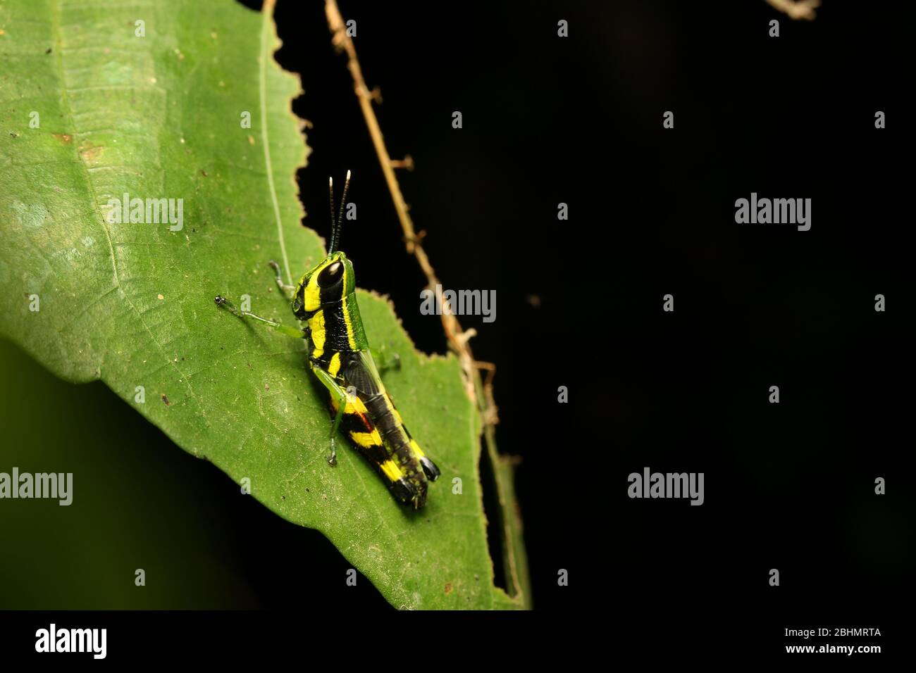 Short Horned Grasshopper, Tauchira polychroa Stock Photo