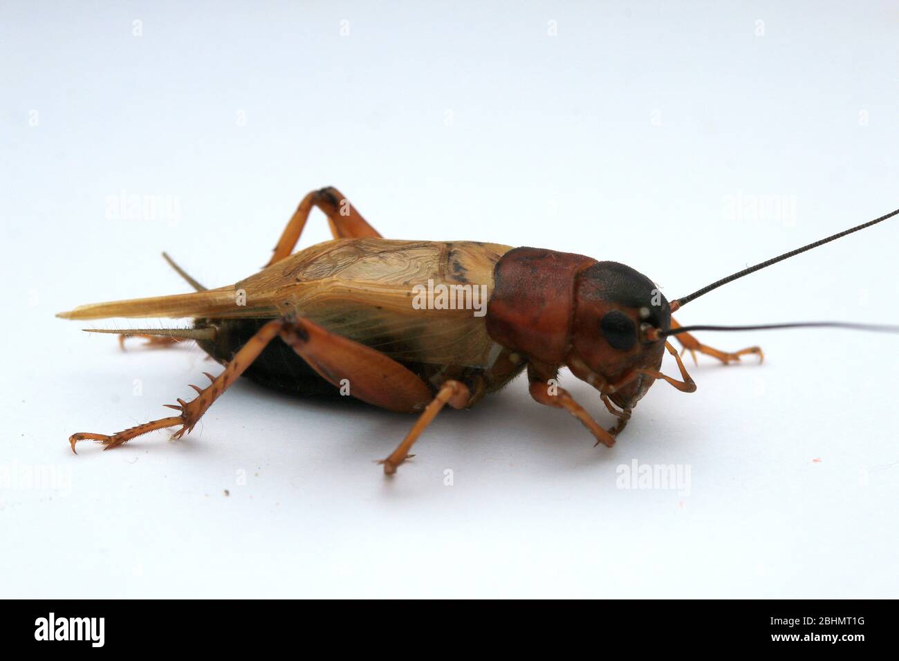 Cricket male insect wings hi-res stock photography and images - Alamy