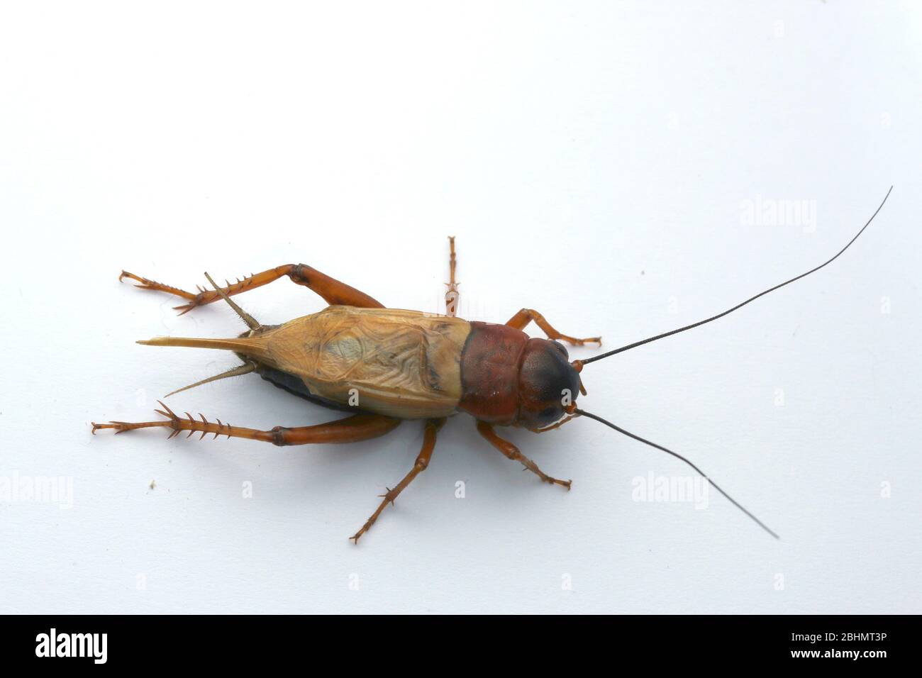 Black field crickets, Gryllus bimaculatus, Stock Photo