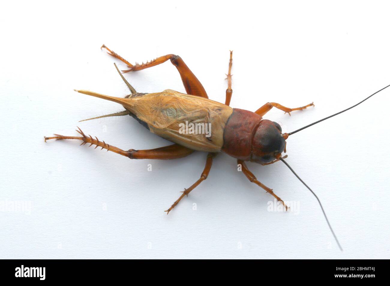 Black field crickets, Gryllus bimaculatus Stock Photo Alamy