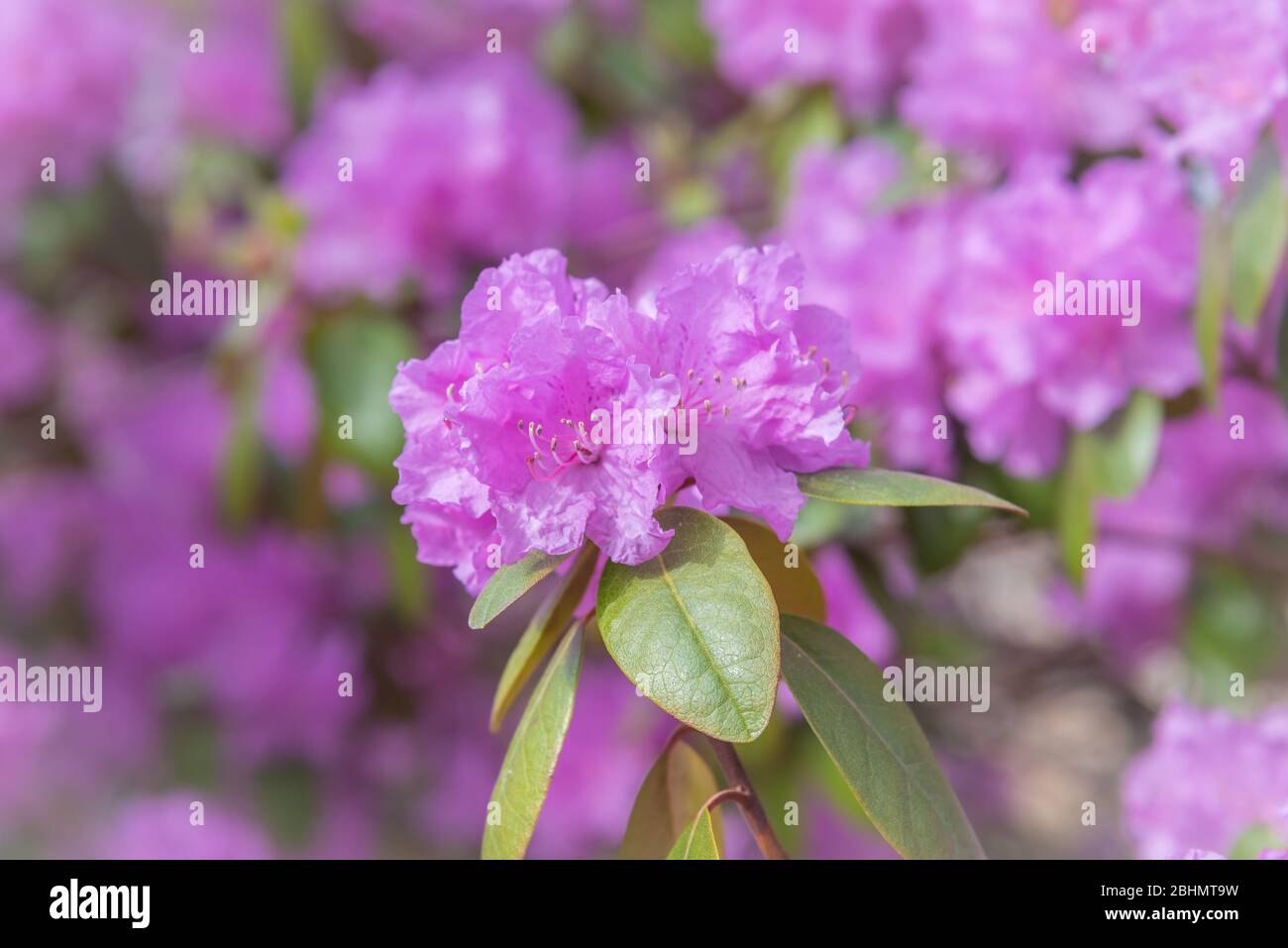 Close-up of pink rhododendron flowers blooming in springtime Stock Photo
