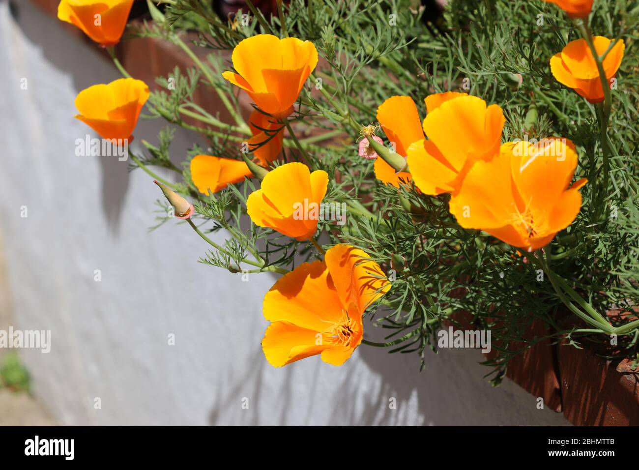 Bright orange California poppies trail over a white stucco wall. Stock Photo