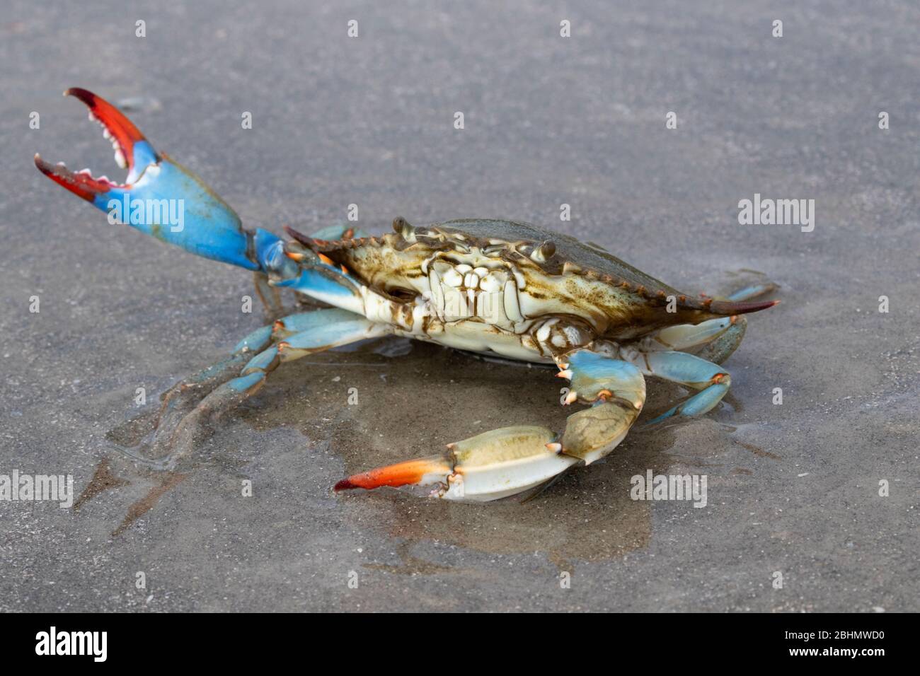 Blue crab (Callinectes sapidus) close up, Texas, Galveston Stock Photo