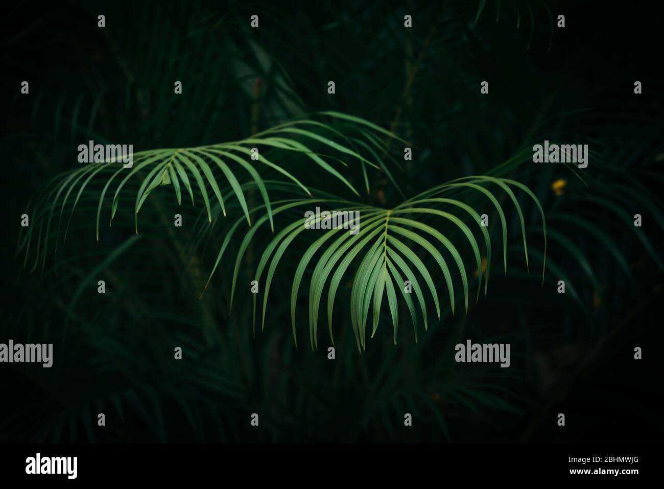 Bright green palm leaves with dark green foliage background Stock Photo