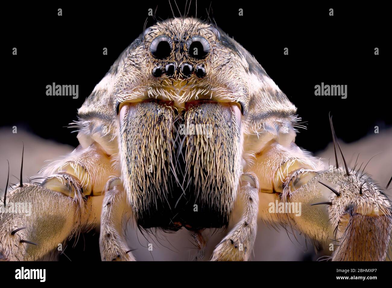 Macro close up of a wolf spider isolated on a dark background macro photography Stock Photo