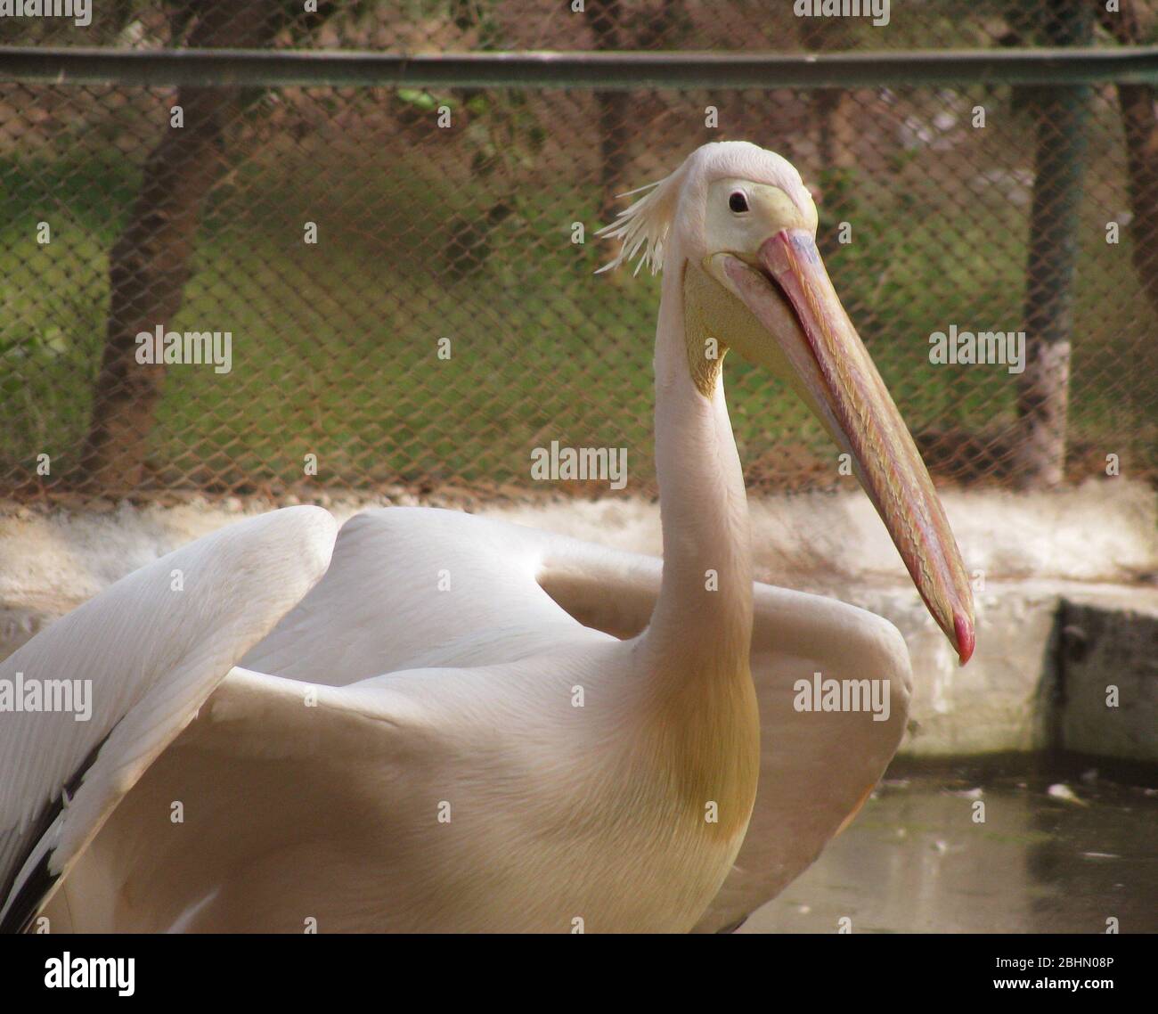 Bird Photography - Great White Pelican Bird in Indian Zoo, Delhi. Zoo is  also called as chidiyaghar Stock Photo - Alamy