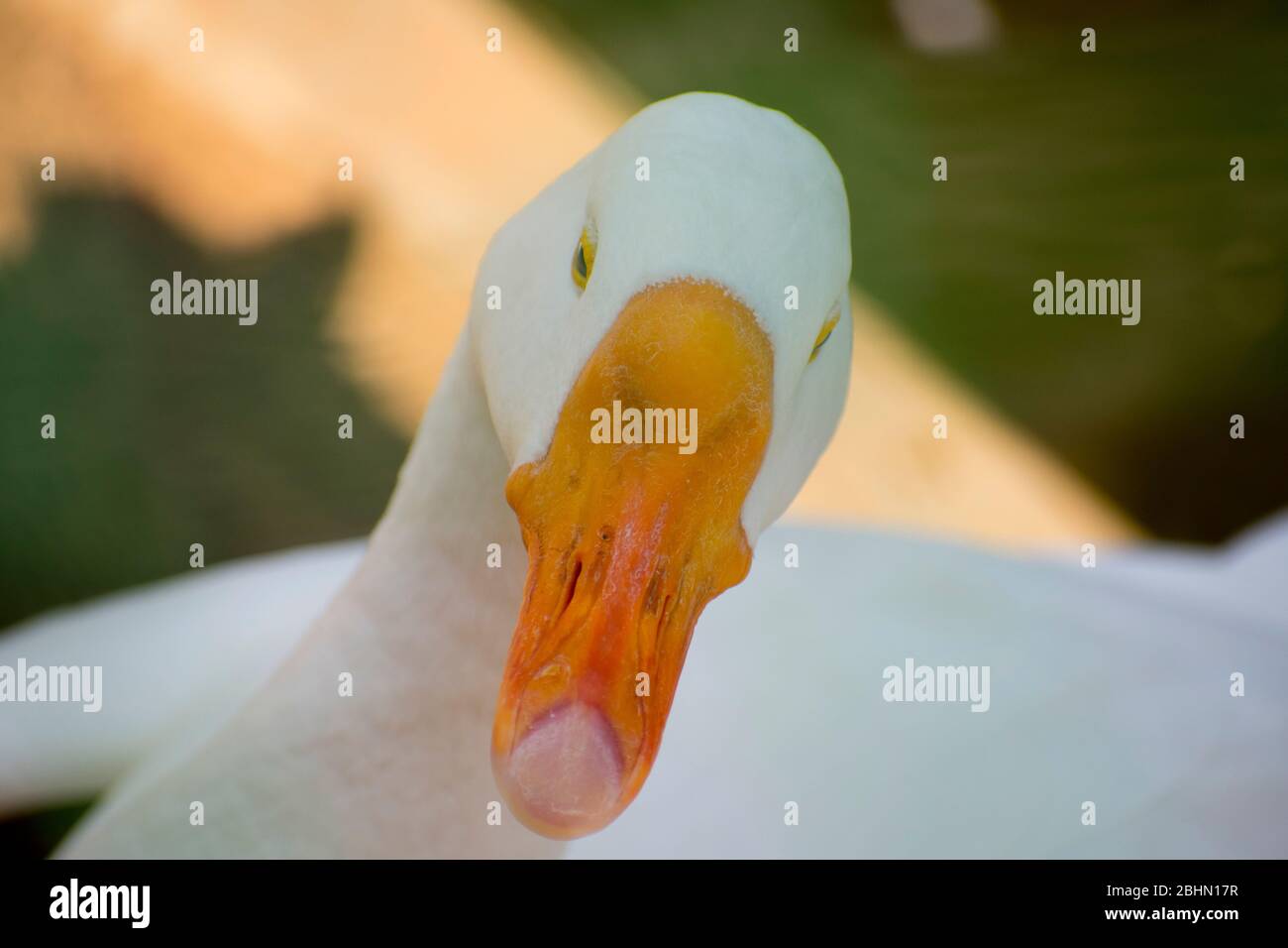White Duck goose close up Stock Photo Alamy