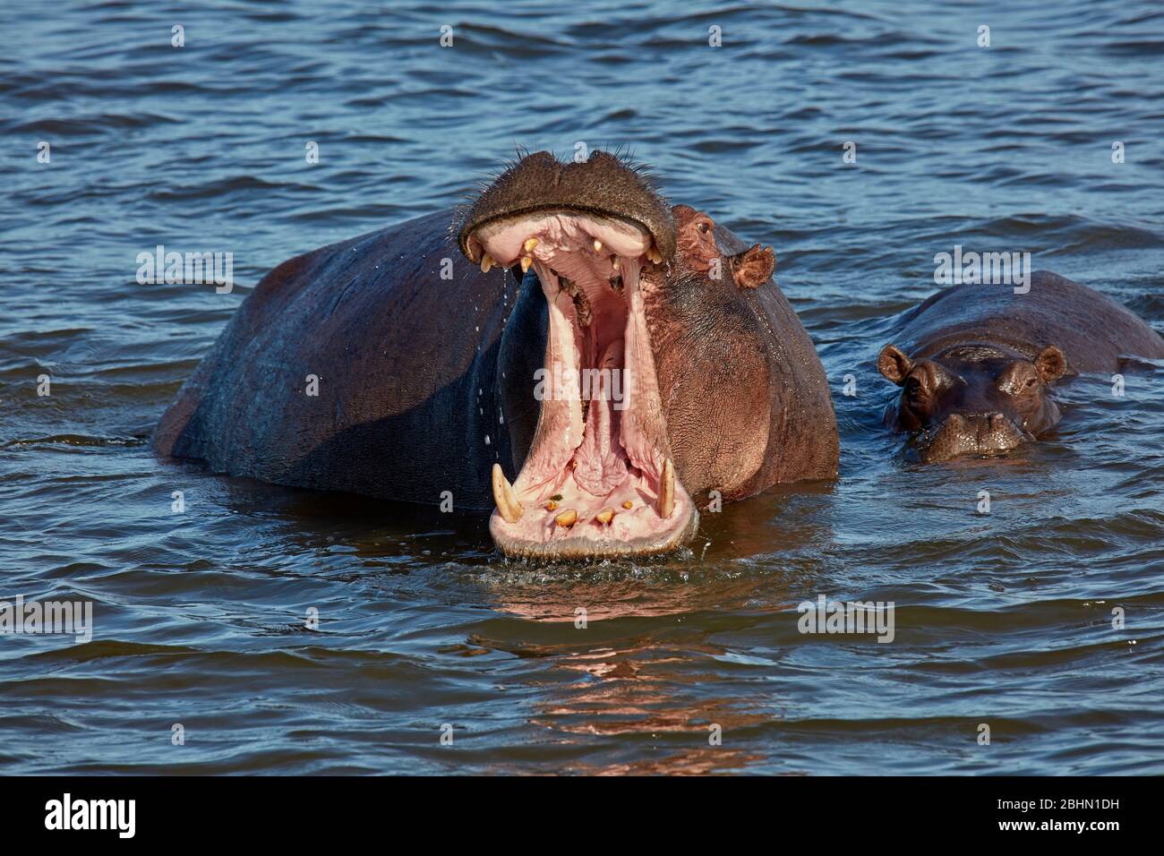 Hippopotamus (Hippopotamus amphibius), Zambezi River, near Victoria Falls, Zimbabwe, Africa Stock Photo
