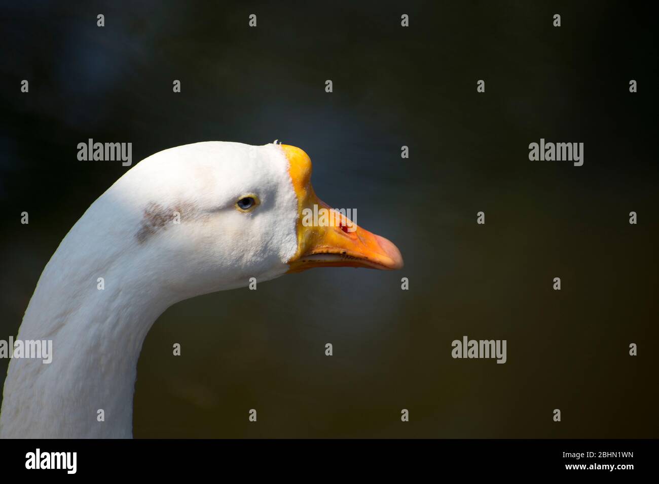 White Duck goose close up Stock Photo Alamy