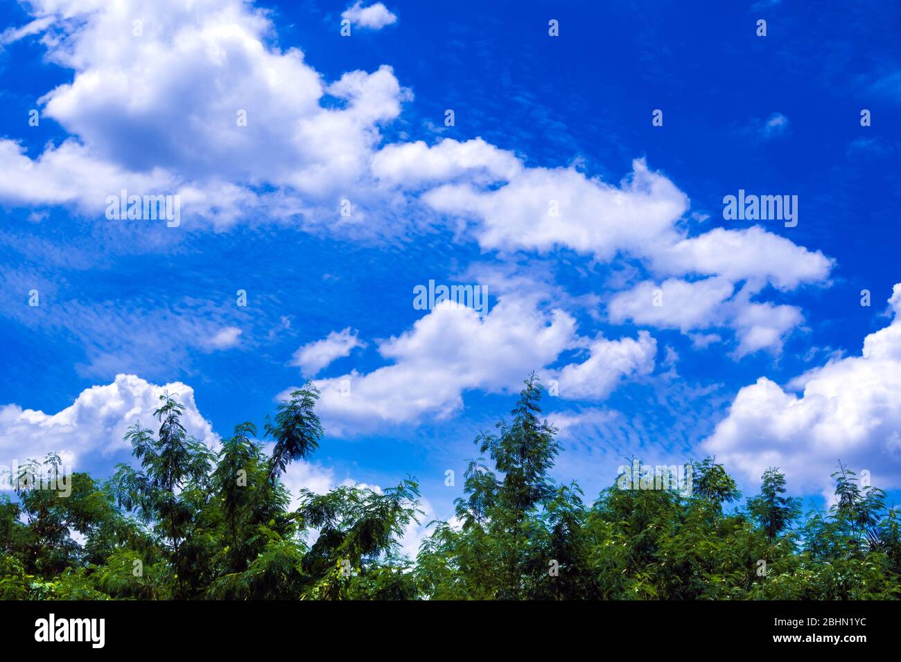 White fluffy clouds in the bright blue sky over the jungle Stock Photo