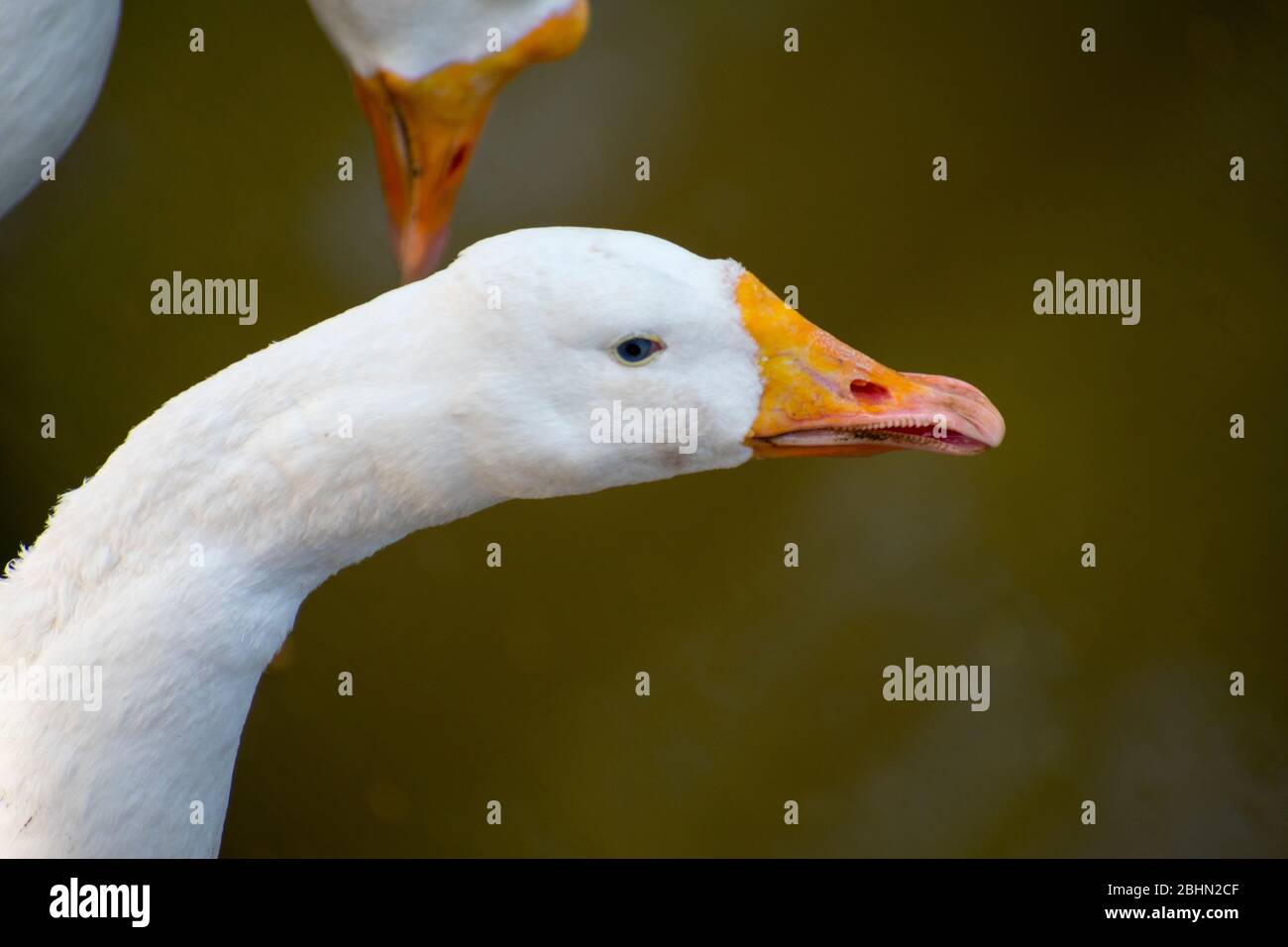 White Duck goose close up Stock Photo Alamy