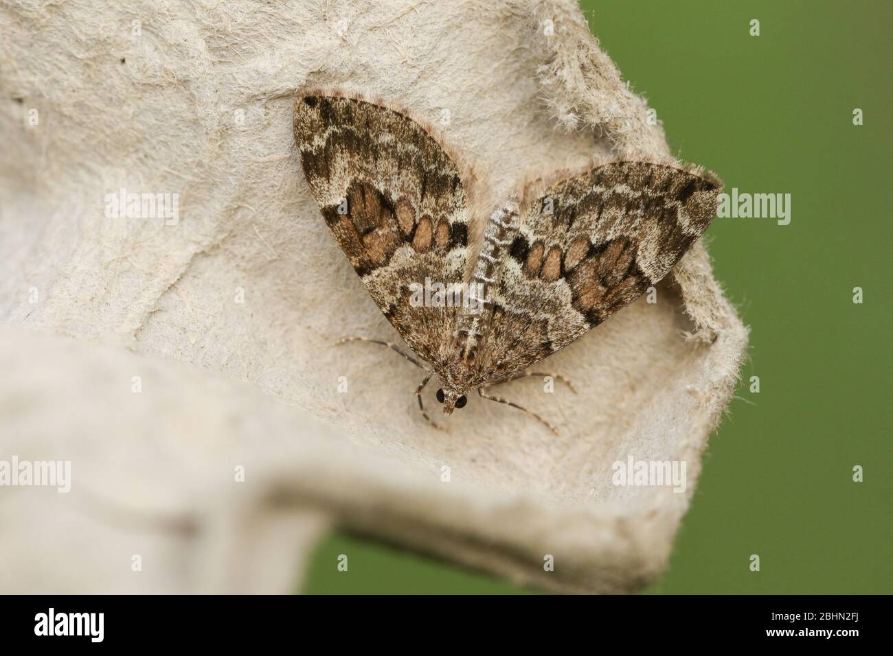 A beautiful Common Carpet Moth, Epirrhoe alternata Stock Photo Alamy