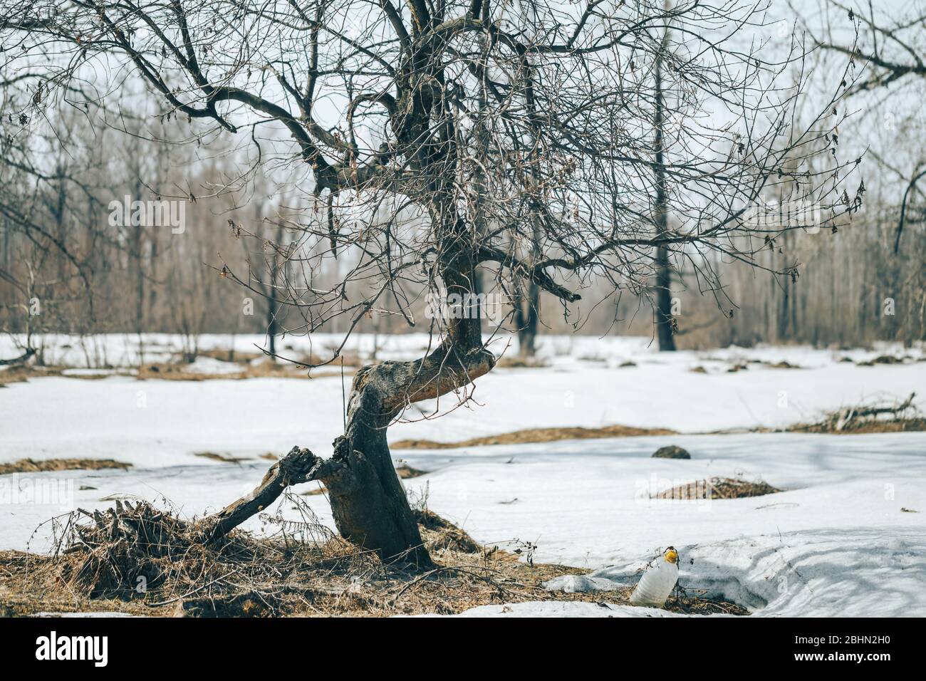 Tree Abnormality High Resolution Stock Photography and Images - Alamy