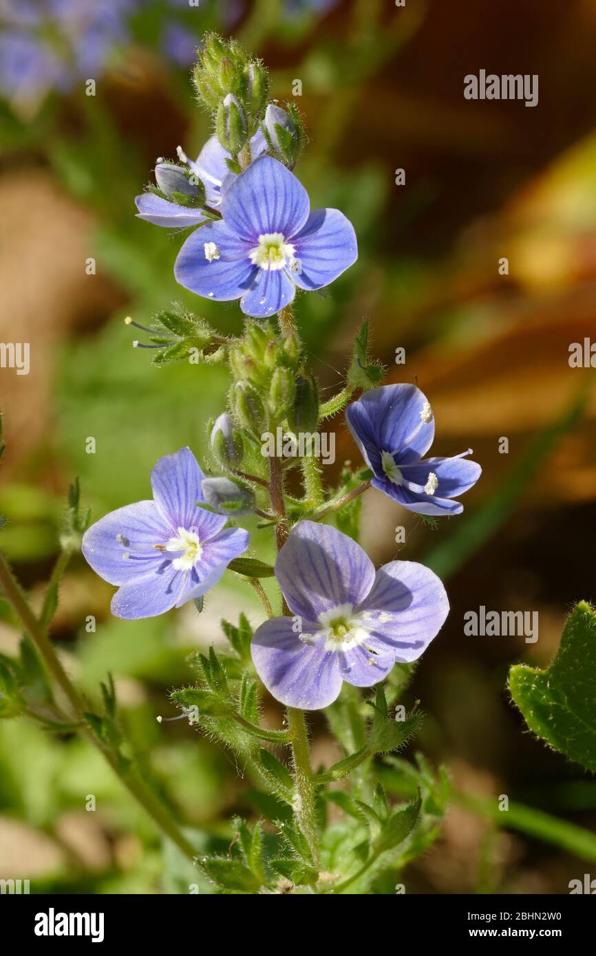 Germander Speedwell - Veronica chamaedrys  Small Blue Garden Weed Stock Photo