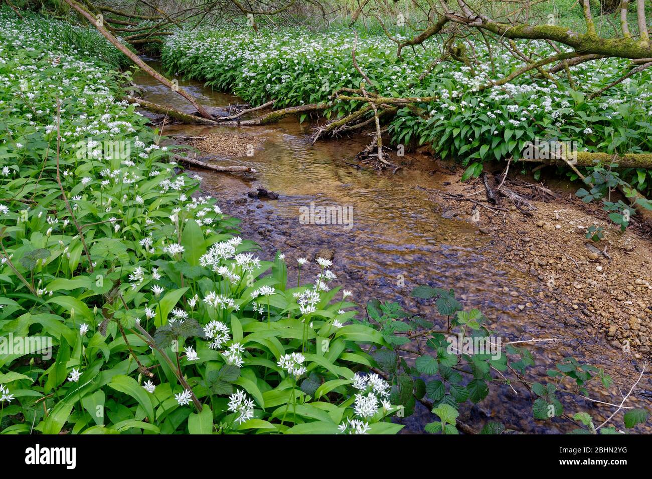 Ramsons Or Wild Garlic Allium Ursinum By Kilcott Brook Midger Wood Gloucestershire Uk Stock Photo Alamy Ramsons Or Wild Garlic Allium Ursinum By Kilcott Brook Midger Wood Gloucestershire Uk Stock Photo Alamy