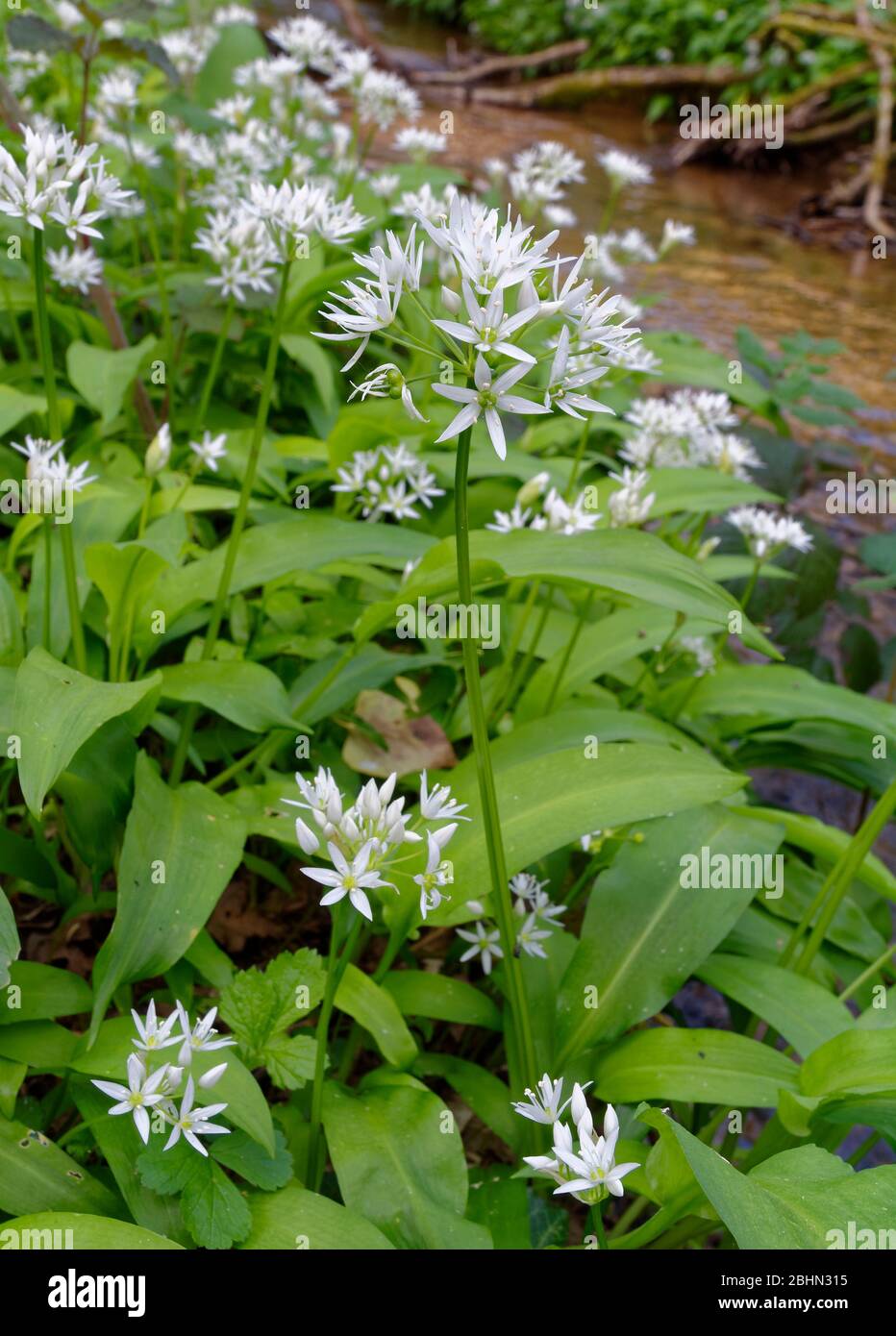 Ramsons Or Wild Garlic Allium Ursinum By Kilcott Brook Midger Wood Gloucestershire Uk Stock Photo Alamy Ramsons Or Wild Garlic Allium Ursinum By Kilcott Brook Midger Wood Gloucestershire Uk Stock Photo Alamy