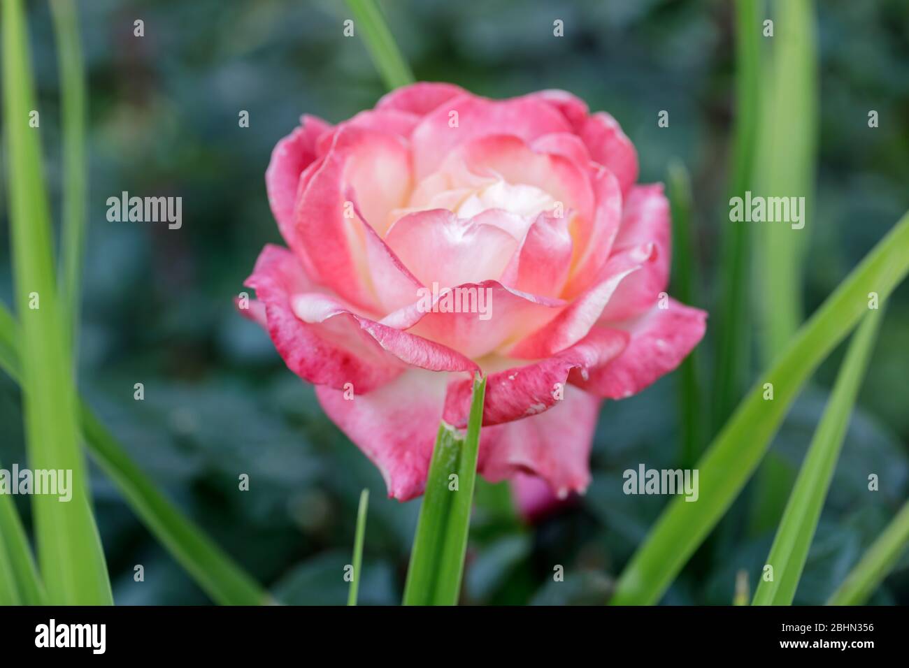 Rose in Bloom at Springtime in Northern California Stock Photo