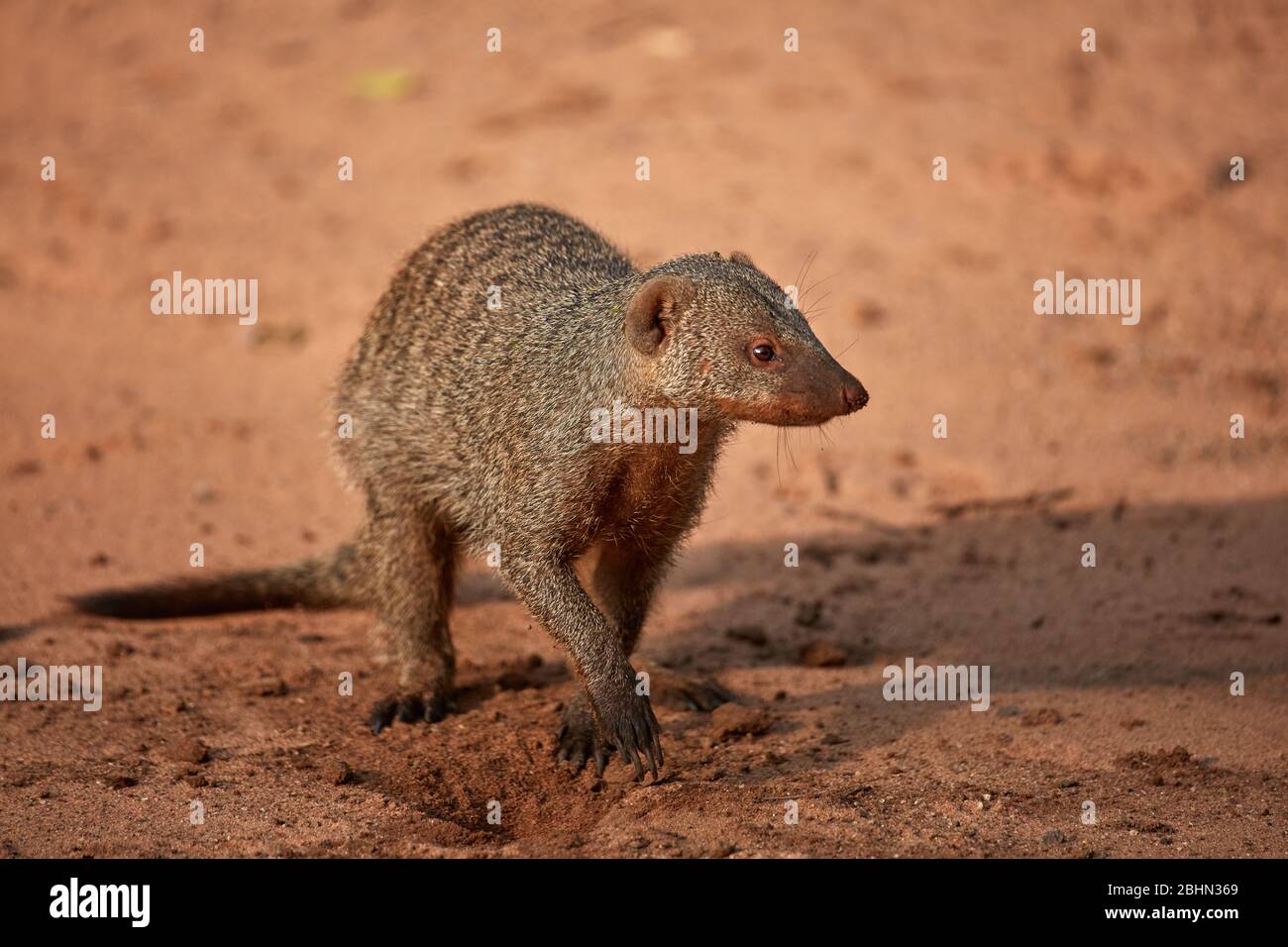 Banded Mongoose (Mungos mungo), Victoria Falls Rest Camp, Victoria Falls,  Zimbabwe, Africa Stock Photo - Alamy