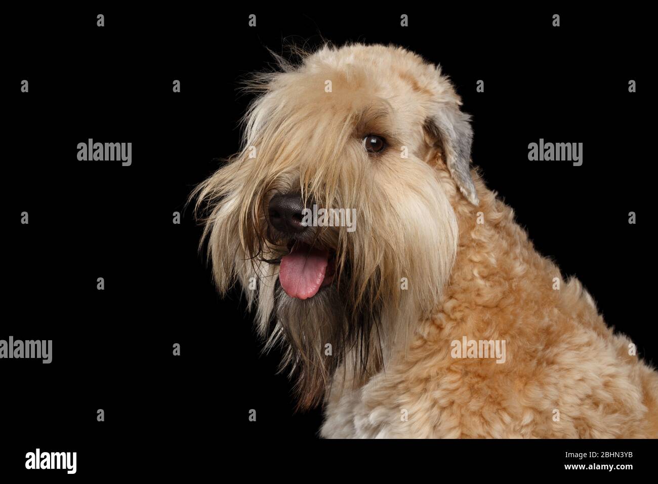 Irish Soft Coated Wheaten Terrier High Resolution Stock Photography And Images Alamy