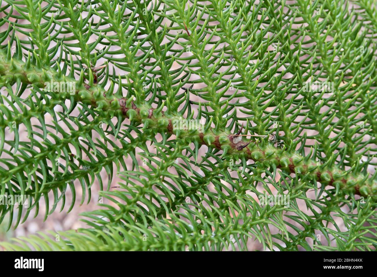 Hoop Pine branch and modified leaves in closeup Stock Photo
