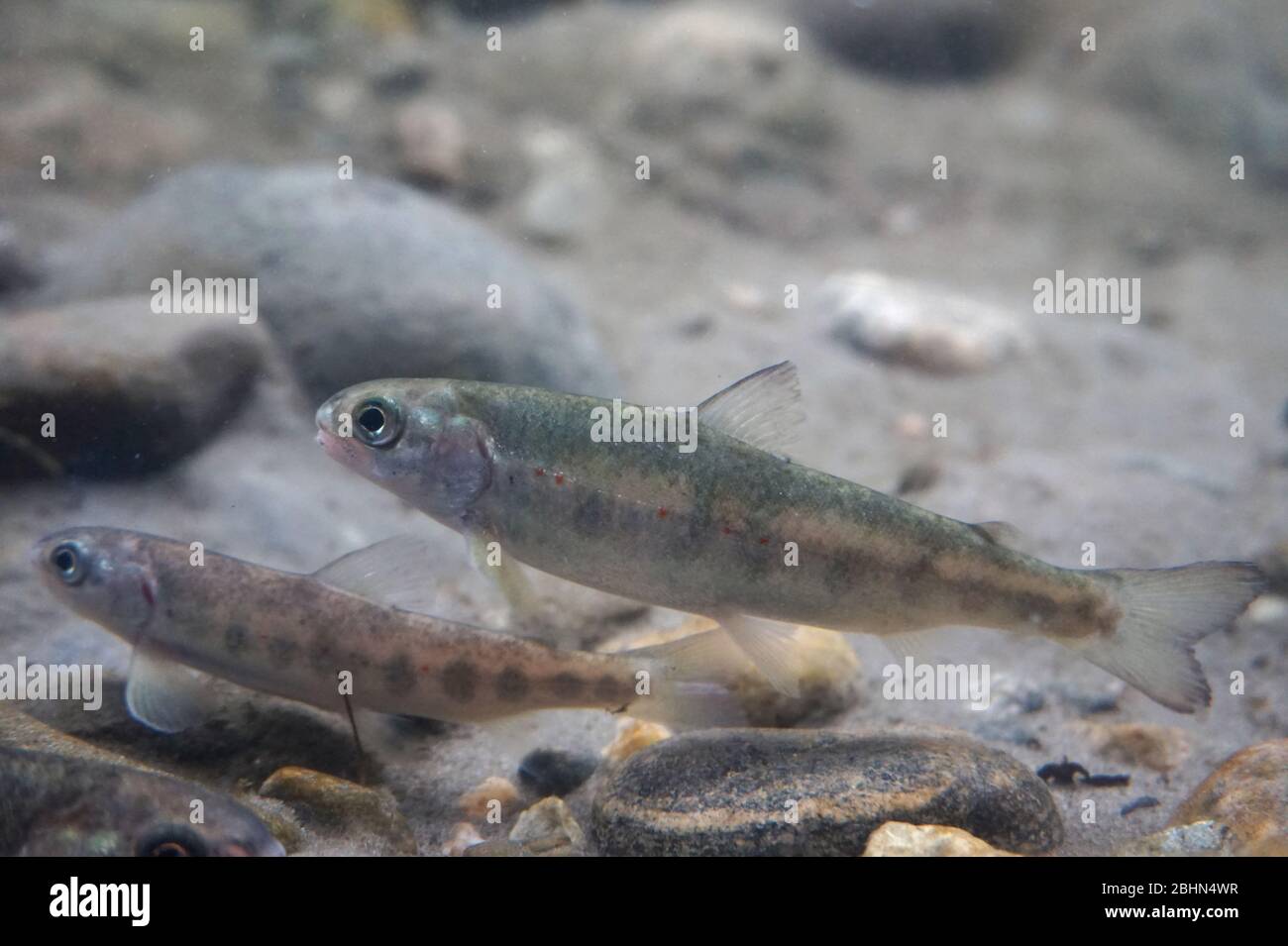 Salmon fish, Norway Stock Photo Alamy