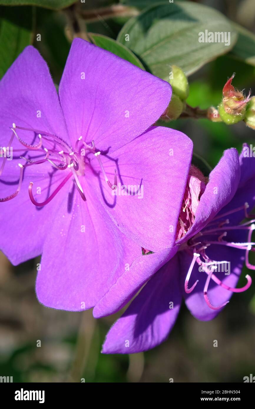 Tibouchina flowers on the plant surrounded by leaves, in closeup. Stock Photo