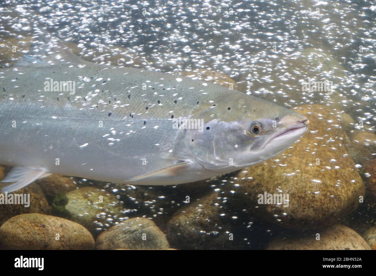 Salmon fish, Norway Stock Photo Alamy