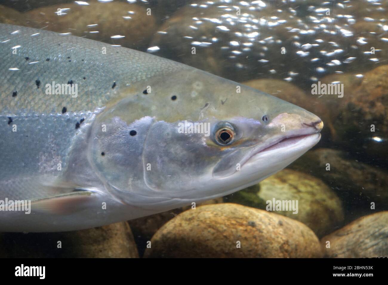 Salmon fish, Norway Stock Photo Alamy