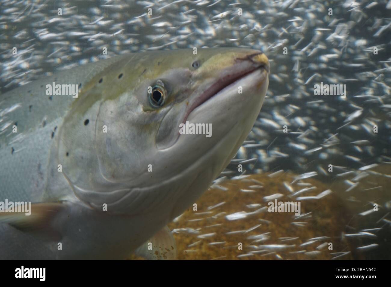 Salmon fish, Norway Stock Photo Alamy