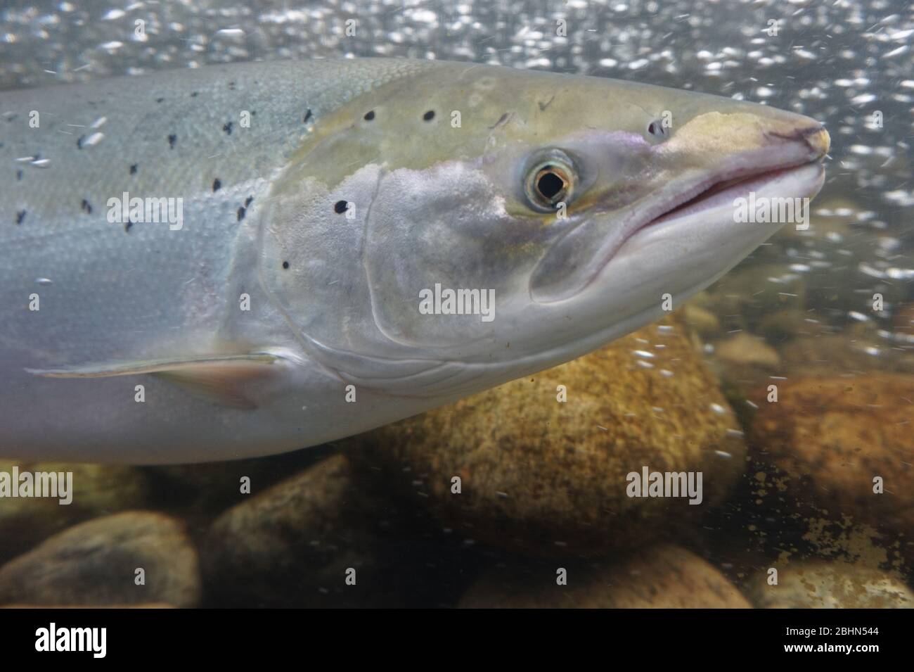 Salmon fish, Norway Stock Photo Alamy