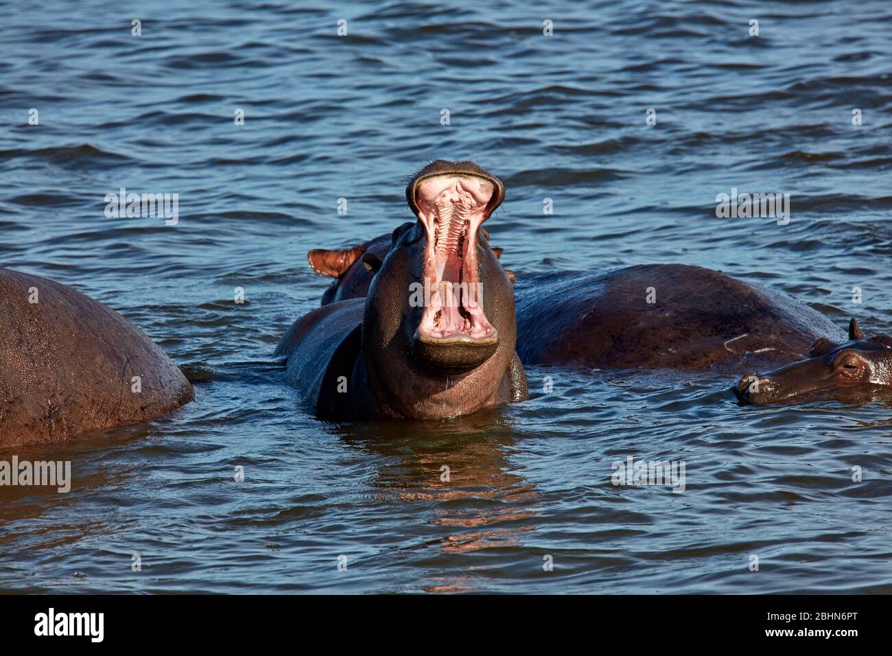 Baby Hippopotamus (Hippopotamus amphibius), Zambezi River, near Victoria Falls, Zimbabwe, Africa Stock Photo