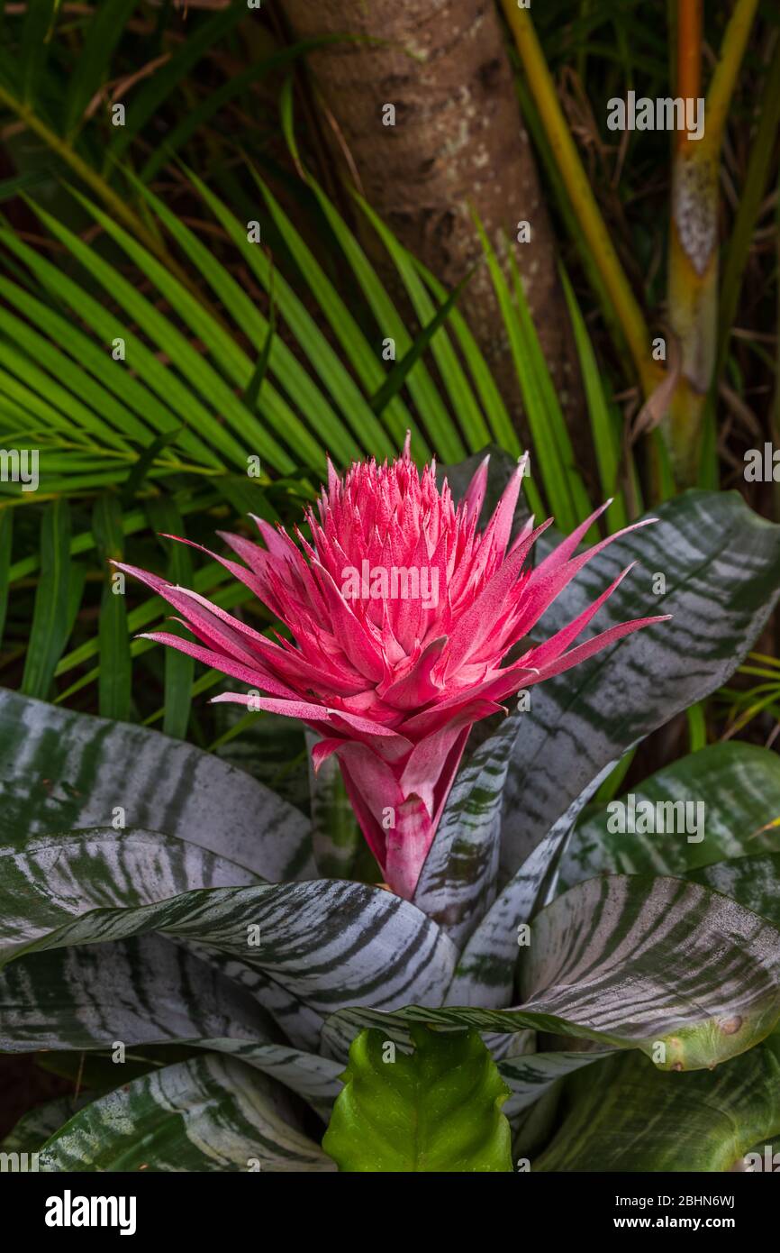 Close up of a silver vase flower (Aechmea fasciata), a species of flowering plant in the bromeliad family, native to Brazil. Stock Photo