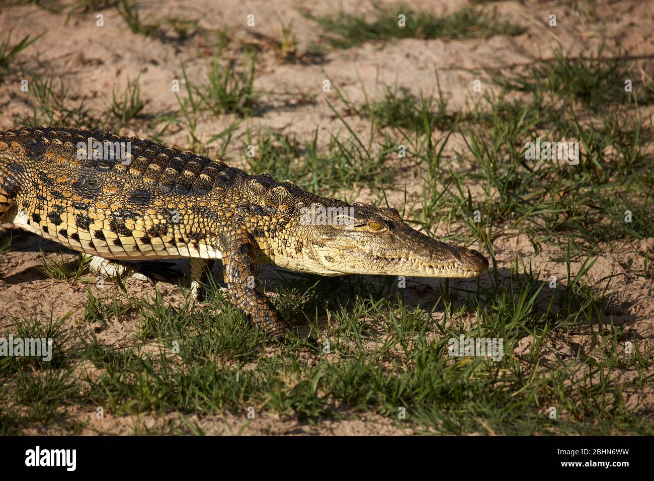 Crocodile by Zambezi River, near Victoria Falls, Zimbabwe, Africa Stock Photo
