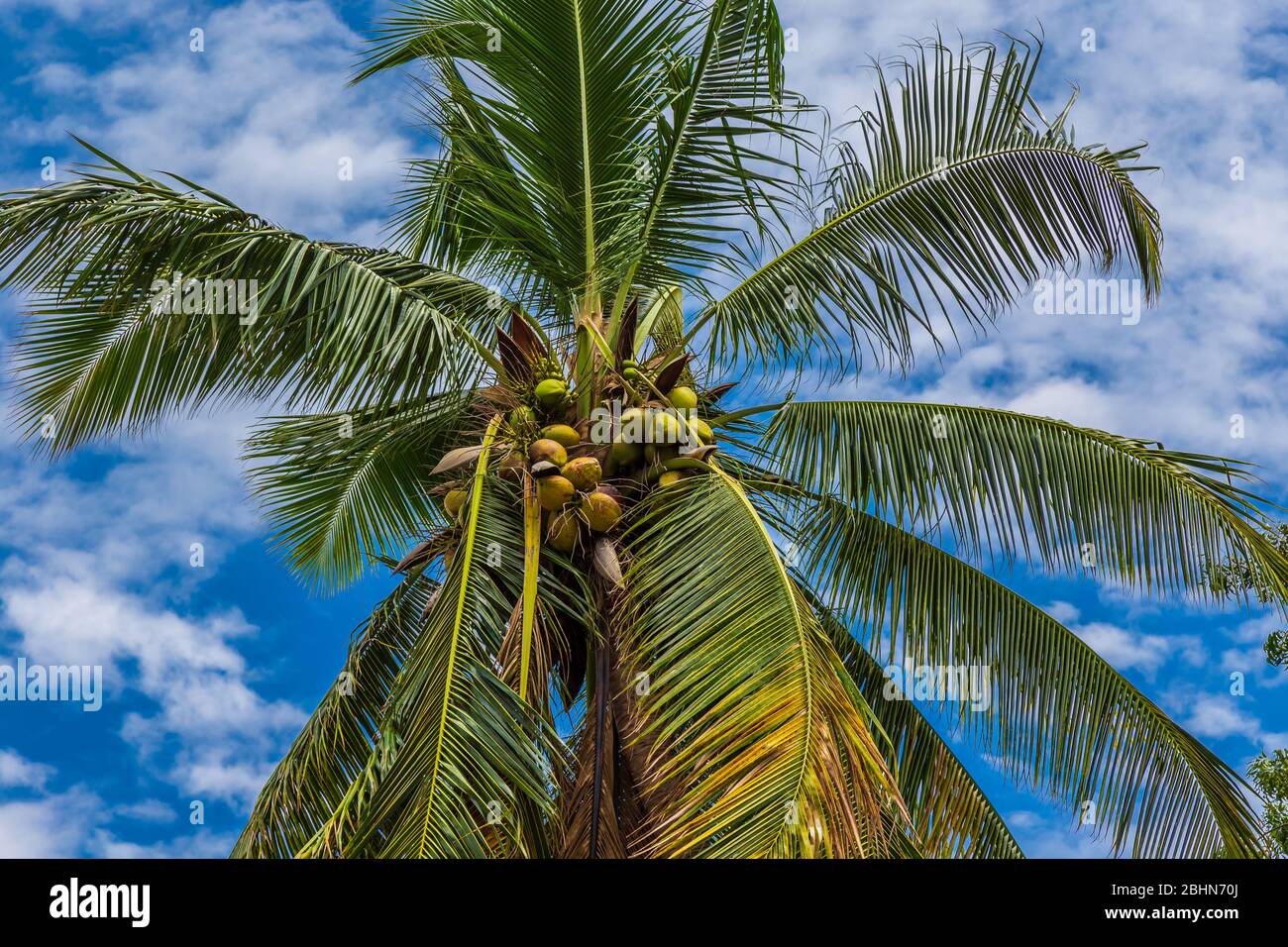 Coconut Palm Tree (Cocos nucifera), with coconuts, against a blue sky with fluffy clouds. Stock Photo