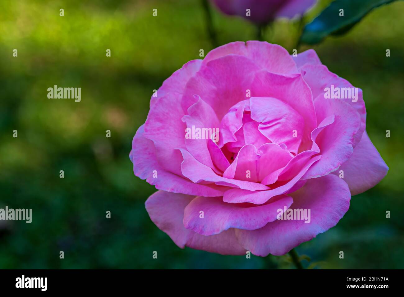 Close up of a single pink rose, genus Rosa, family Rosaceae, with a green background. Stock Photo