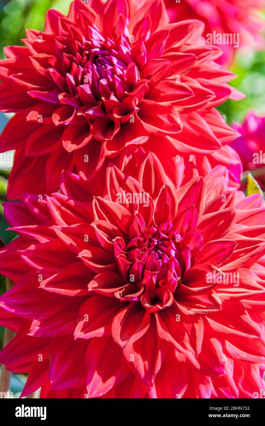 Genus dahlia hires stock photography and images Alamy