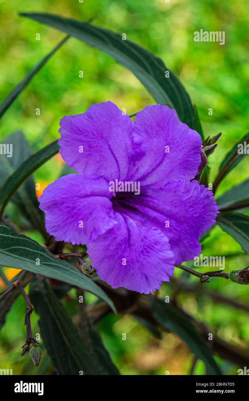 Purple ruellia flower (Ruellia Tuberosa) with a leafy background. Stock Photo
