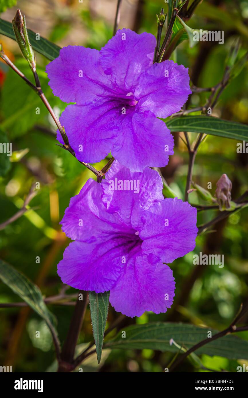 Purple ruellia flowers (Ruellia Tuberosa) with a leafy background. Stock Photo