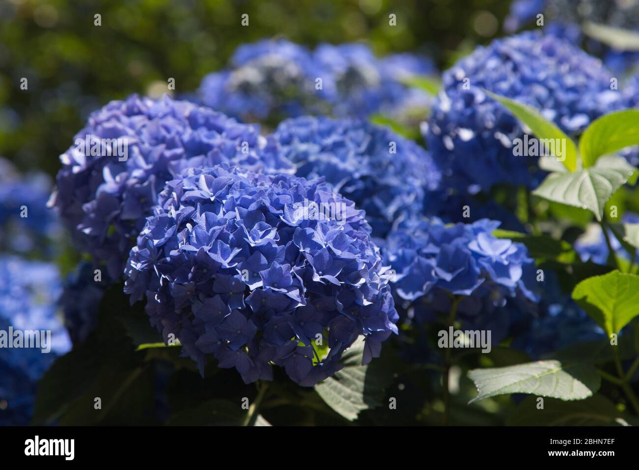Close up of a blue hydrangea flower. Hydrangea is a genus of 70–75 species of flowering plants native to Asia and the Americas. Stock Photo