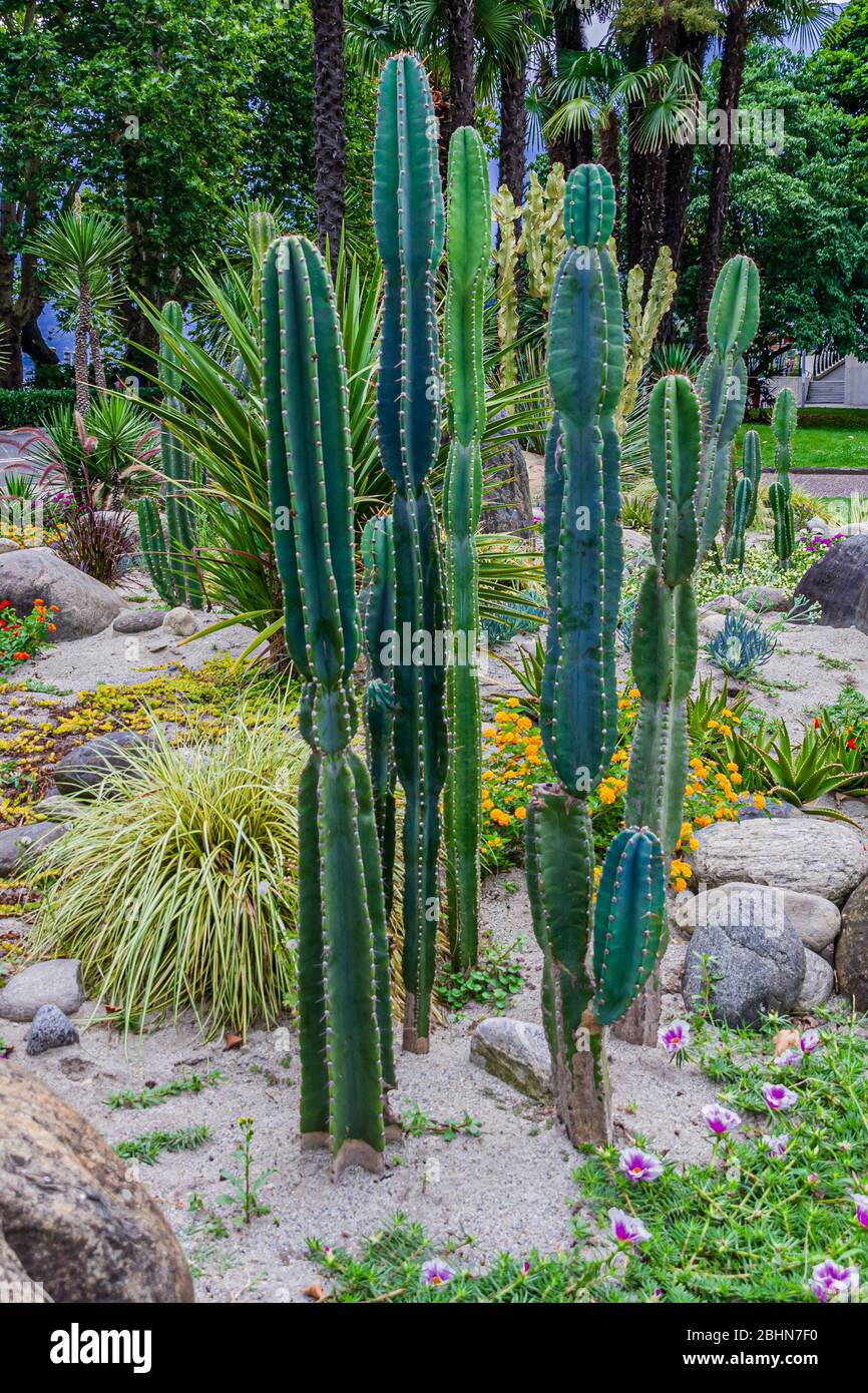 Tall cacti, Cereus repandus, the Peruvian apple cactus, also known as giant club cactus, hedge cactus, cadushi, and kayush. Stock Photo