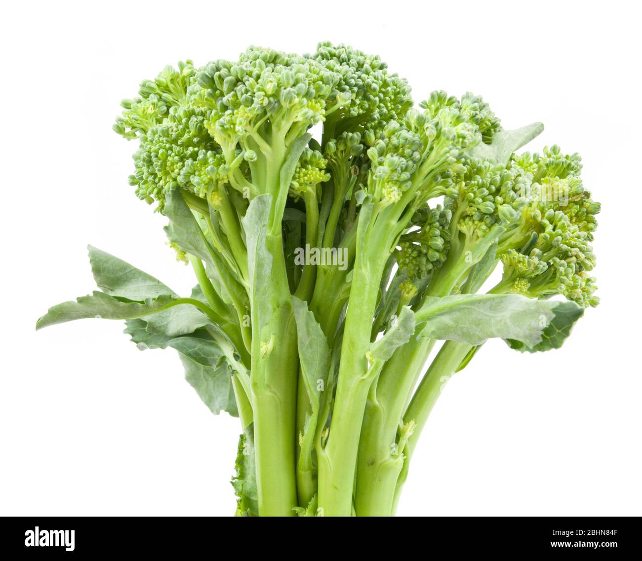broccolini baby broccoli isolated on white Stock Photo - Alamy