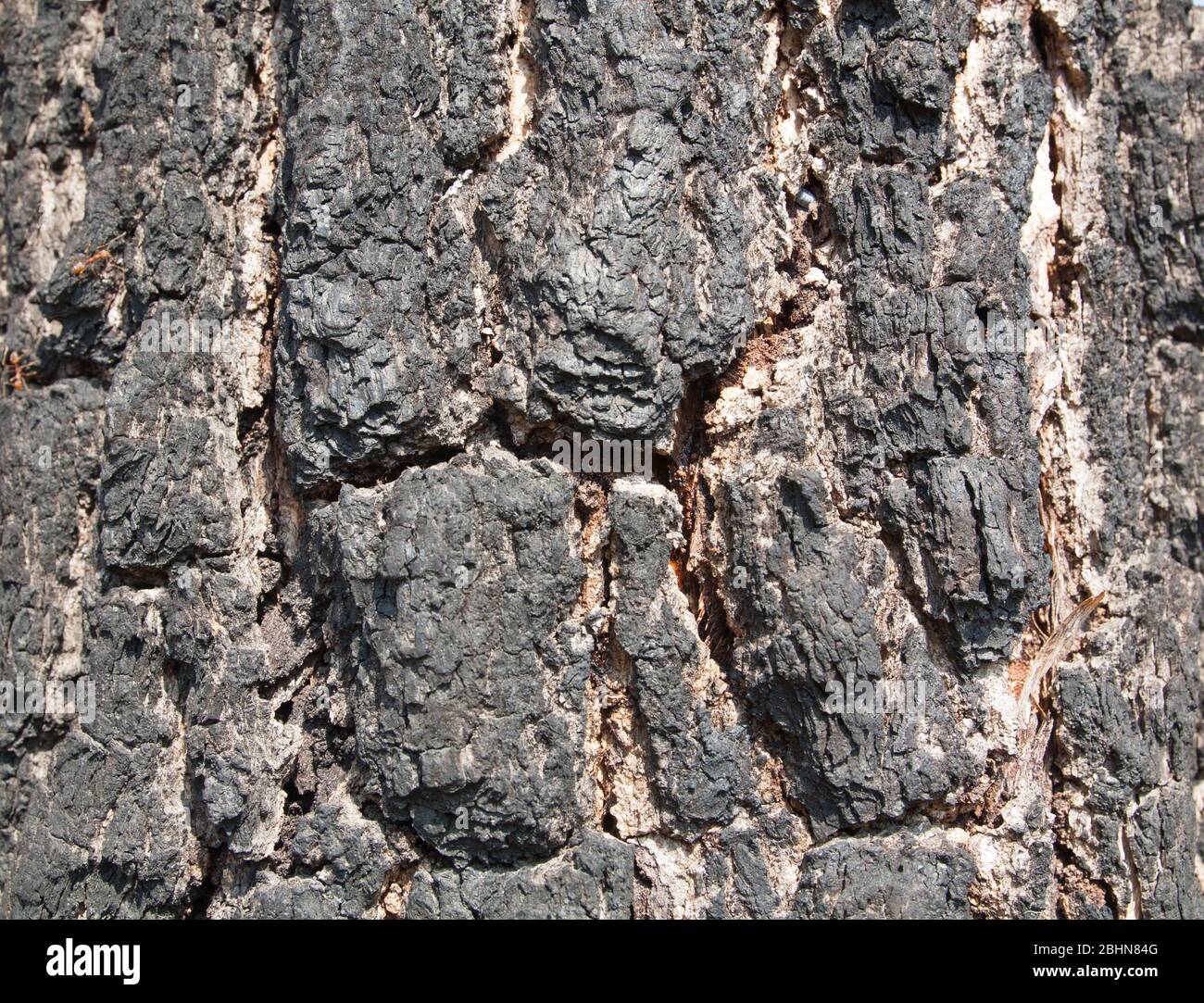 old wood tree texture background pattern Stock Photo - Alamy