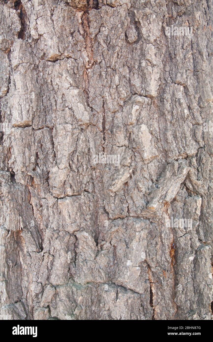 old wood tree texture background pattern Stock Photo - Alamy